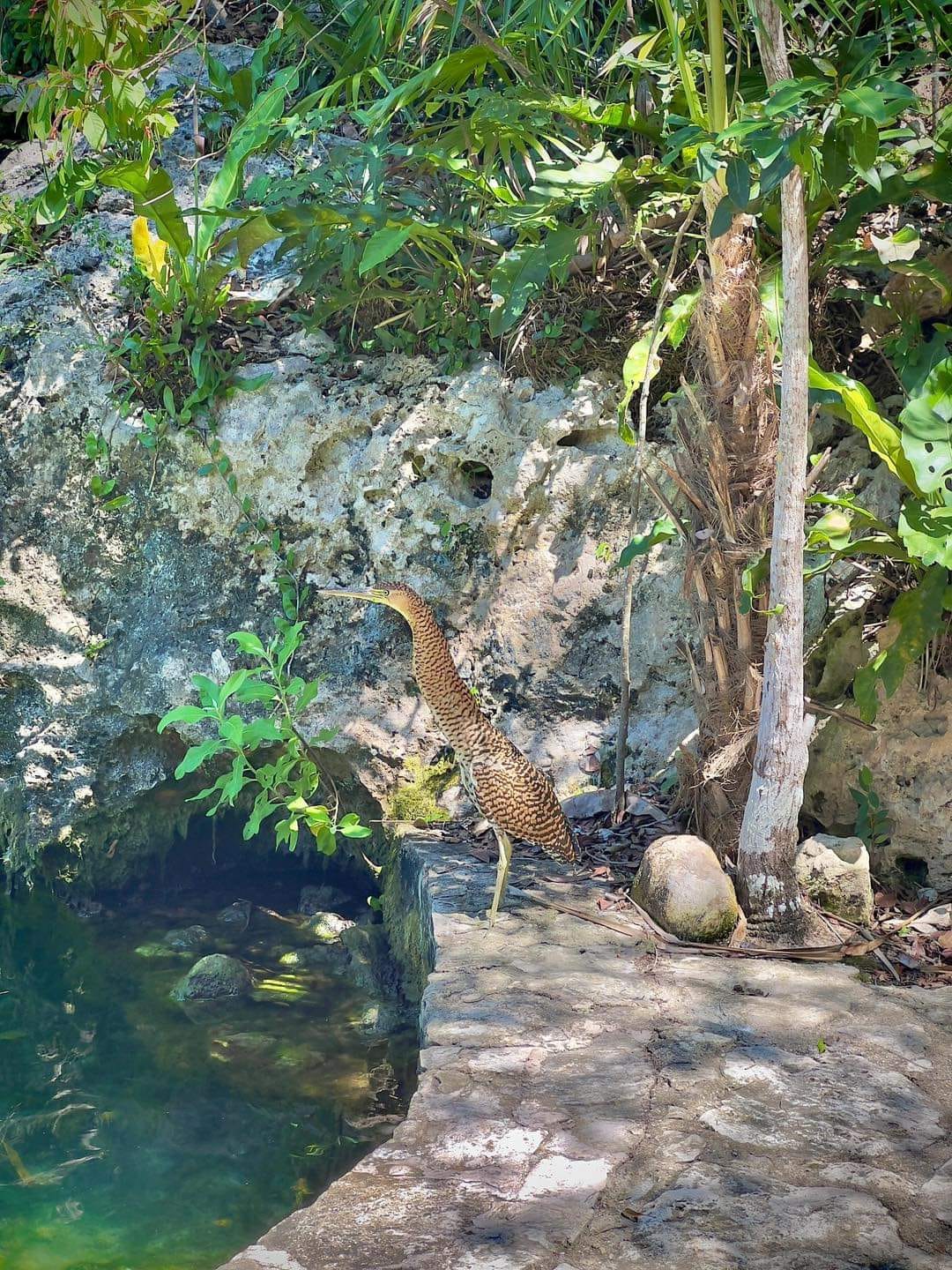 Una garza tigre, también conocida como Ho-Hob en lengua maya, hizo una inusual "visita" a un cenote en la hermosa Península de Yucatán
