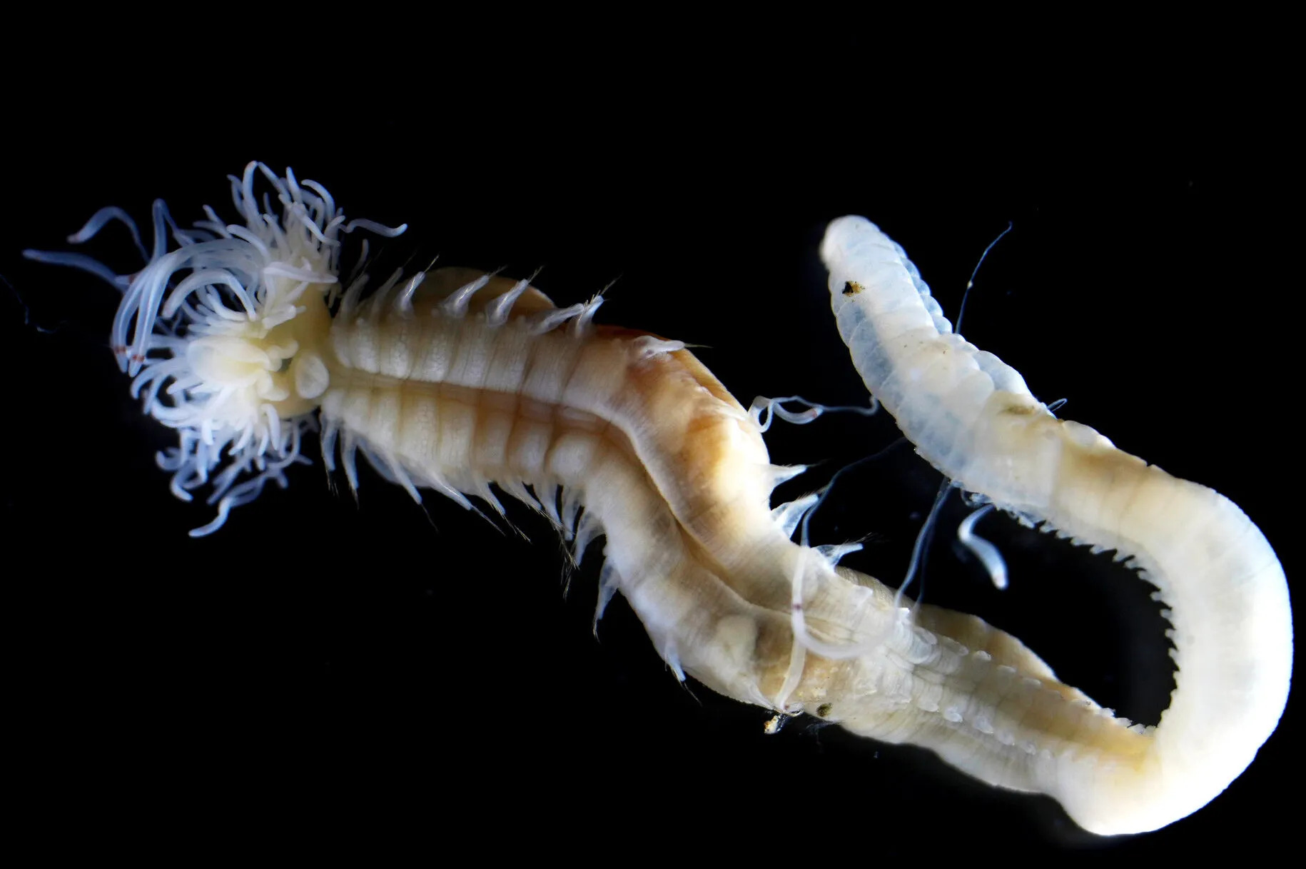 Descubren 3 especies nuevas de gusanos