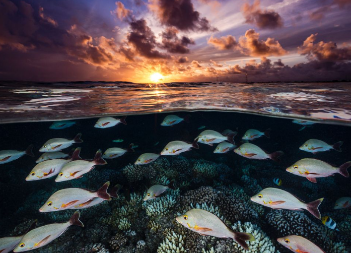 El concurso "Ocean Photographer"