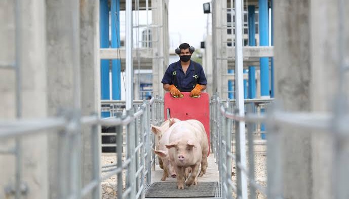 proyectos de inversión para lograr la modernización y eficiencia productiva de la porcicultura