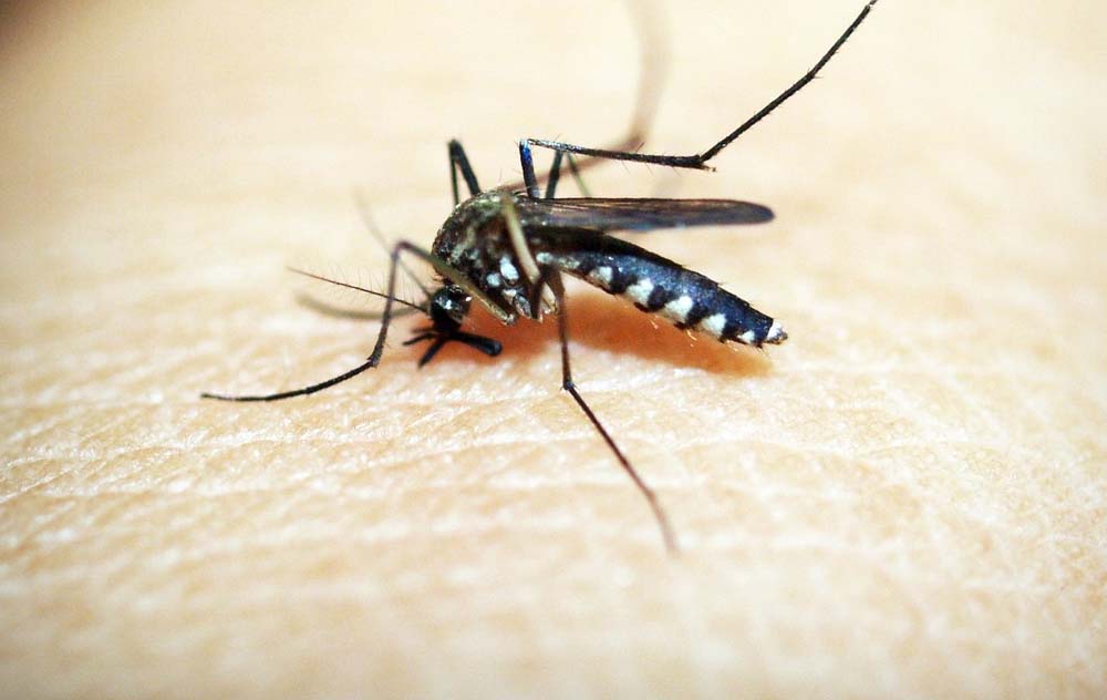 Llaman a la población carmelita a tomar precauciones por la abundancia de mosquitos