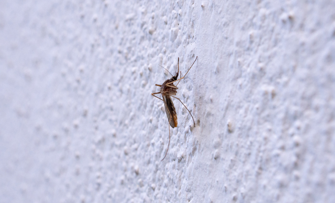 Llaman a la población carmelita a tomar precauciones por la abundancia de mosquitos