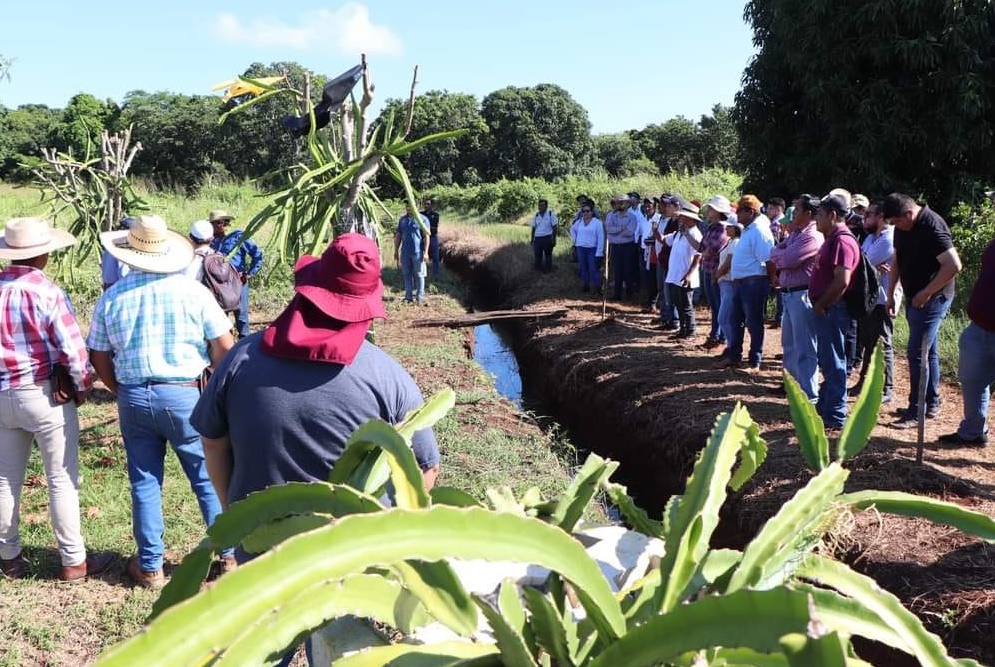 Productores del municipio de Carmen le apuestan al cultivo de la pitahaya