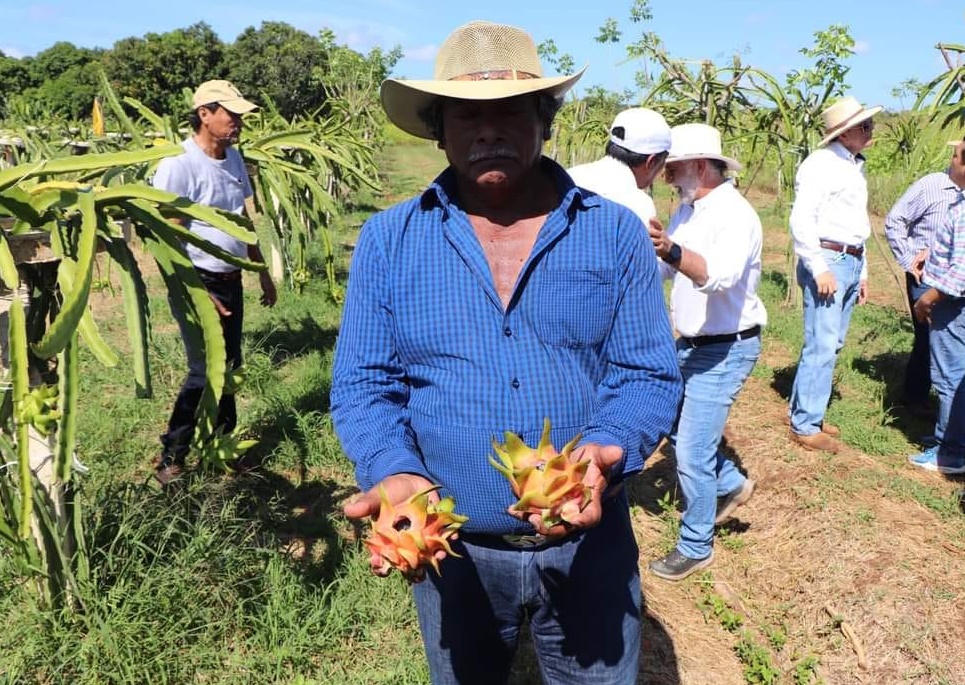 Productores del municipio de Carmen le apuestan al cultivo de la pitahaya