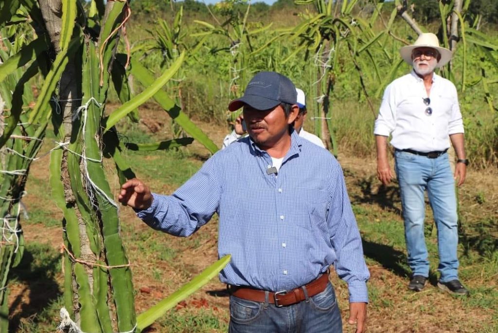 Productores del municipio de Carmen le apuestan al cultivo de la pitahaya