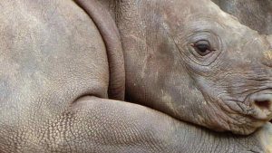 Dos años depués la pareja de reinocerontes de Sumatra tuvo una nueva cría.