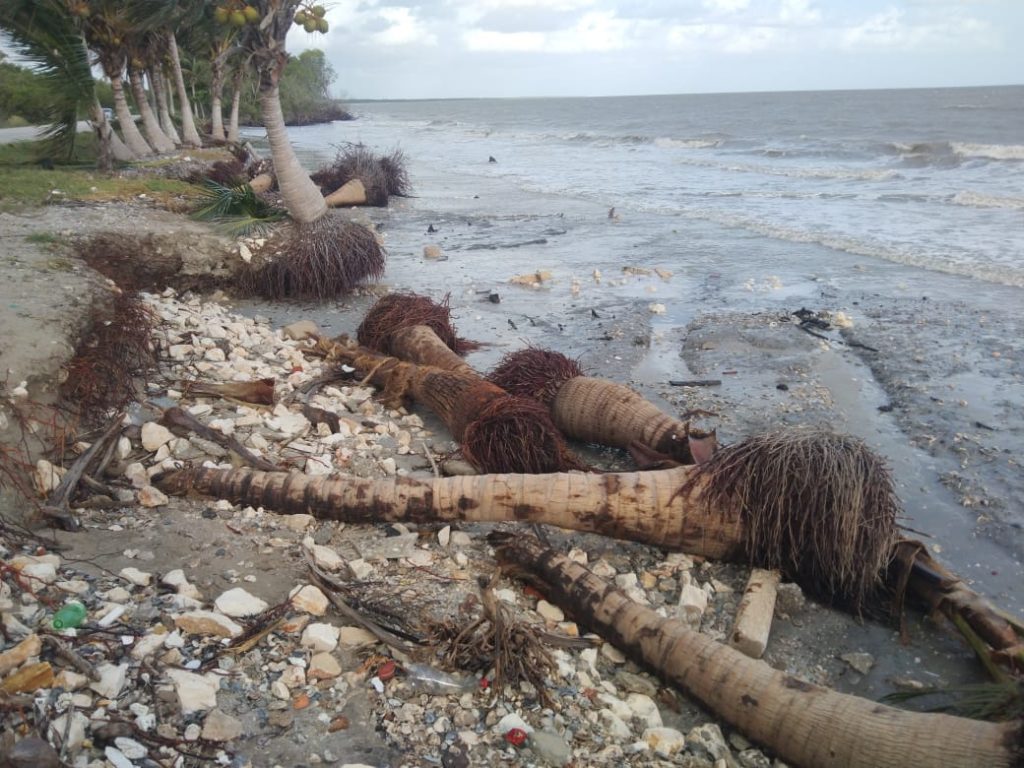 Solo ramas desgajadas de árboles dejó el Frente Frio número 06 a su paso en Ciudad del Carmen