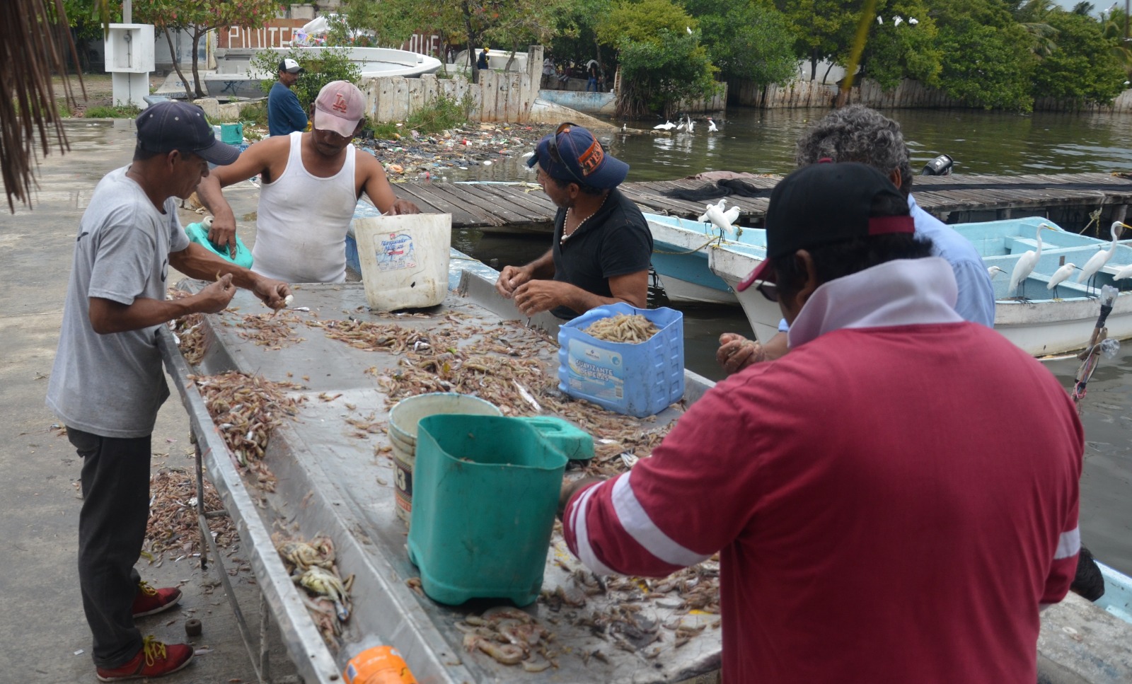 Poca captura de camarón siete barbas traer pescadores ribereños de Ciudad del Carmen