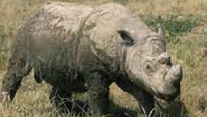 En el mundo solo hay 80 ejemplares de estos animales, según el Ministerio de Medio Ambiente de Indonesia.