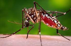 Recuerda que el dengue es una enfermedad que se encuentra en lugares tropicales y es causada por el mosco llamado Aedes Aegypti