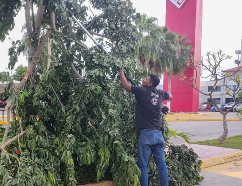 Solo ramas desgajadas de árboles dejó el Frente Frio número 06 a su paso en Ciudad del Carmen