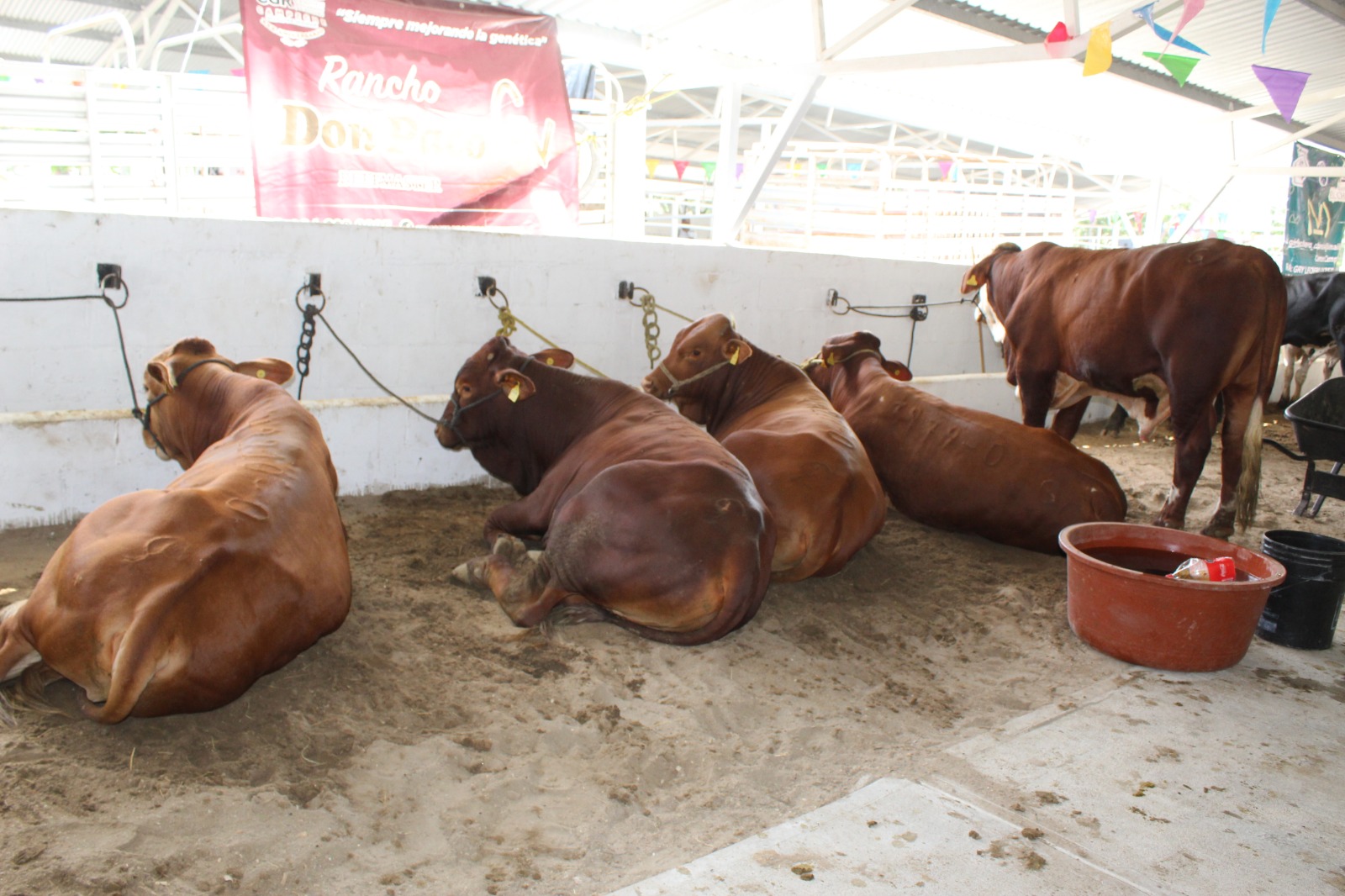 La industria de la leche en el municipio de Carmen se encuentra desaprovechada