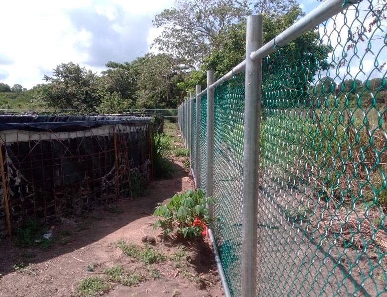 Retraso en la entrega de alevines a nueve cooperativas productoras de mojarras en el municipio de Carmen