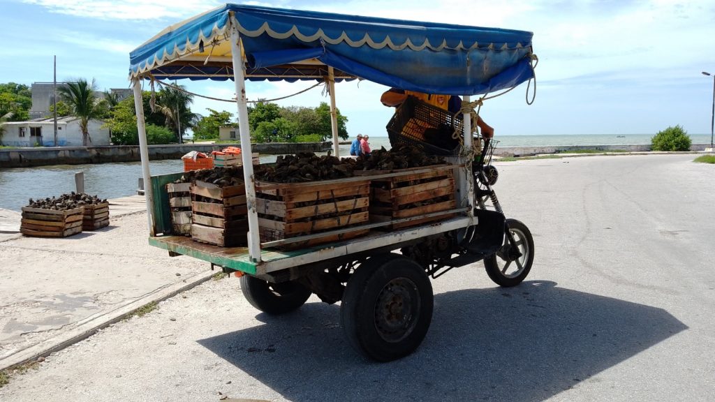 La Ostionera de Ciudad del Carmen trabaja con número rojos