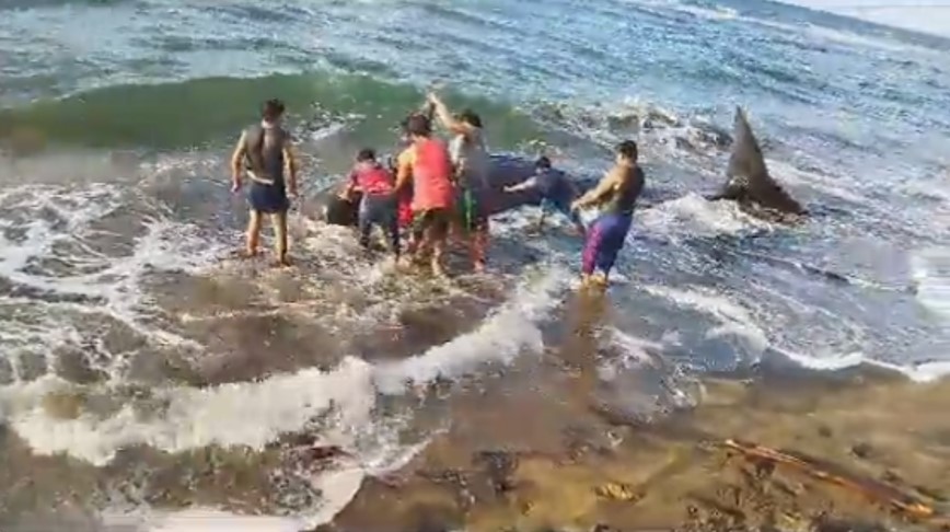 Una ballena joroba murió en costas de Cárdenas, Tabasco; habitantes trataron de regresarla al mar