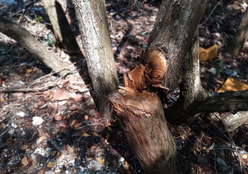 Invasores impactan áreas de manglares en la zona de Zacatal, Península de Atasta