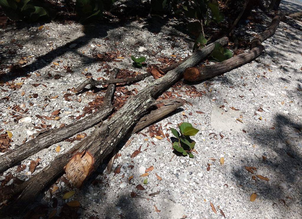 Invasores impactan áreas de manglares en la zona de Zacatal, Península de Atasta