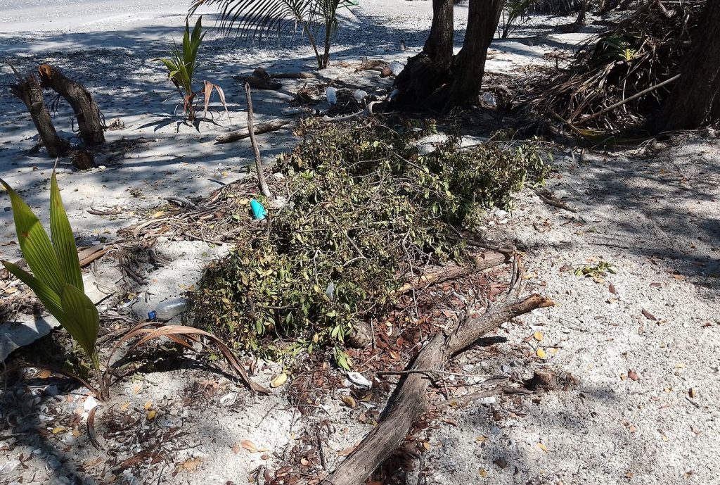 Invasores impactan áreas de manglares en la zona de Zacatal, Península de Atasta