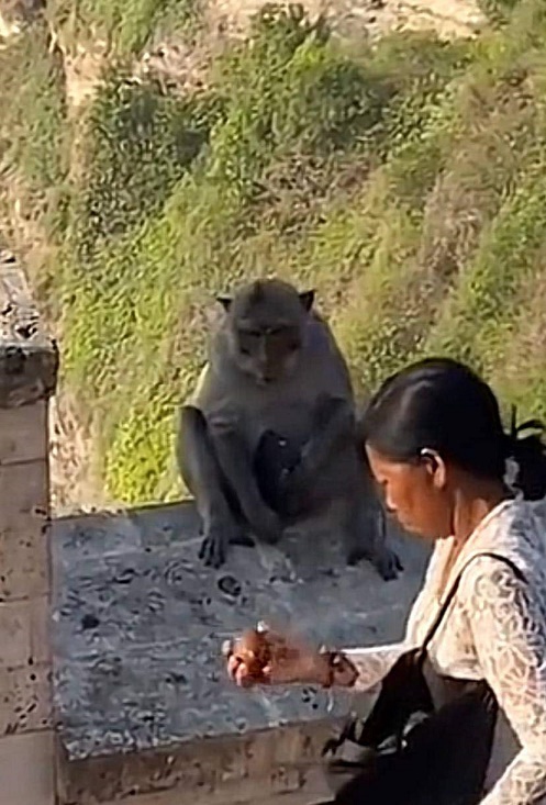 En Bali, una mujer tuvo que "negociar" con un mono para recuperar su celular.