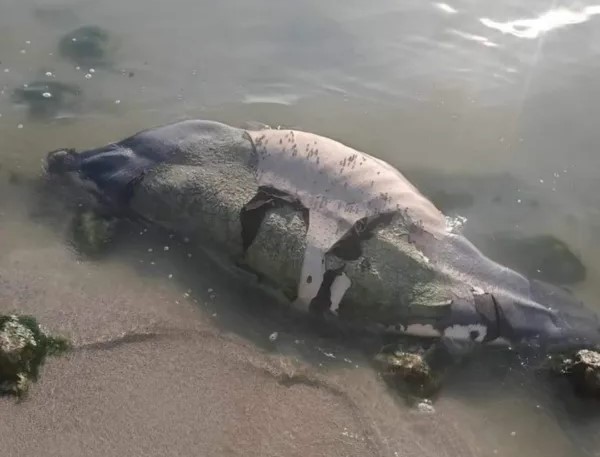 Encuentran cadáver de un manatí en la Bahía de Chetumal
