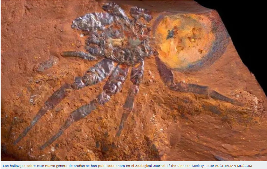 Encuentran una araña gigante fosilizada
