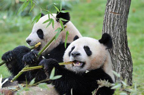 China repatriará a sus pandas