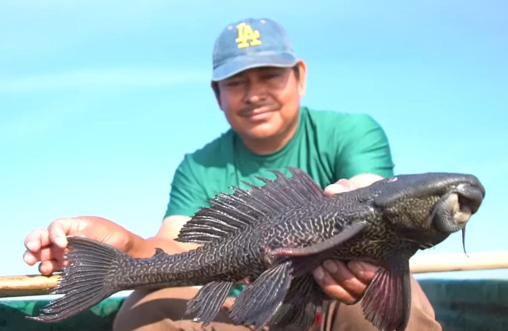 Aumenta reproducción del Pez Diablo en desembocadura de los Ríos dentro del Área Natural Protegida
