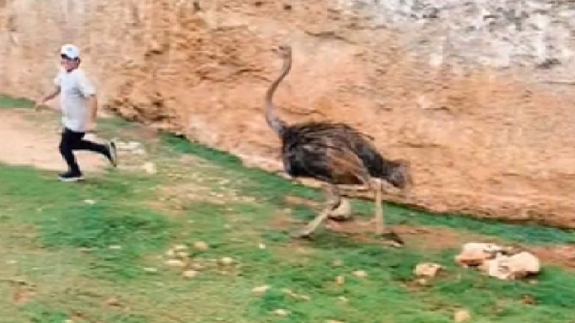 Video: Avestruz ‘ataca’ a empleado de Animaya en Safari en Mérida