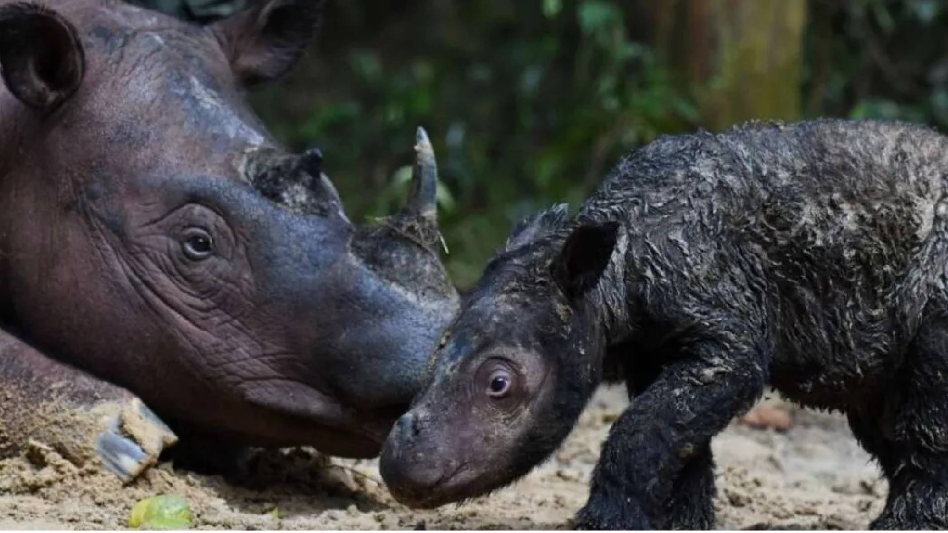 Video: Nació rinoceronte de Sumatra, especie en peligro de extinción