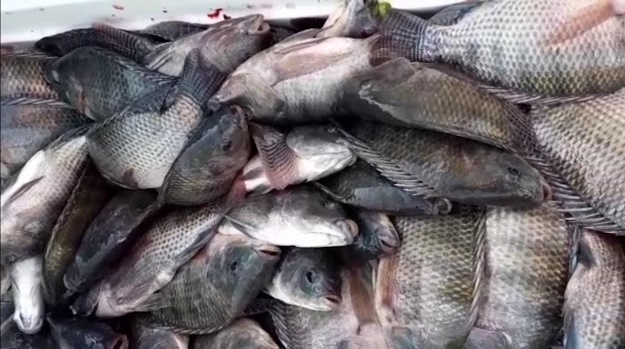 Retraso en la entrega de alevines a nueve cooperativas productoras de mojarras en el municipio de Carmen