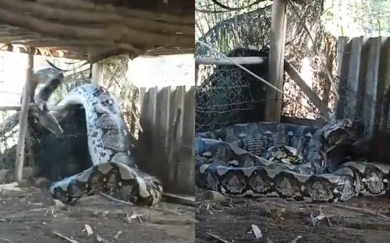 Captan a una enorme serpiente en el patio
