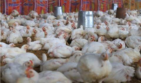 La epidemia de gripe dejó una huella considerable en la industria avícola yucateca. 