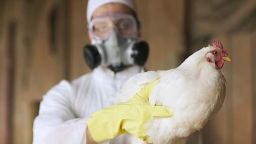 Impacto económico de la gripe aviar a industria avícola yucateca