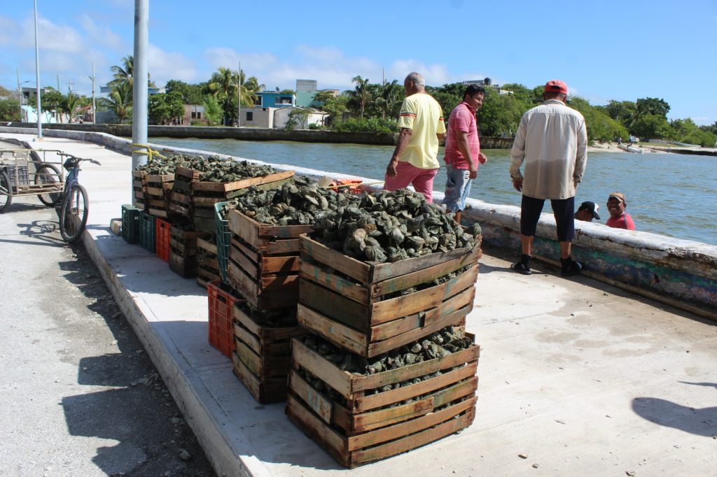 La COPRISCAM monitorea bancos ostrícolas de Ciudad del Carmen