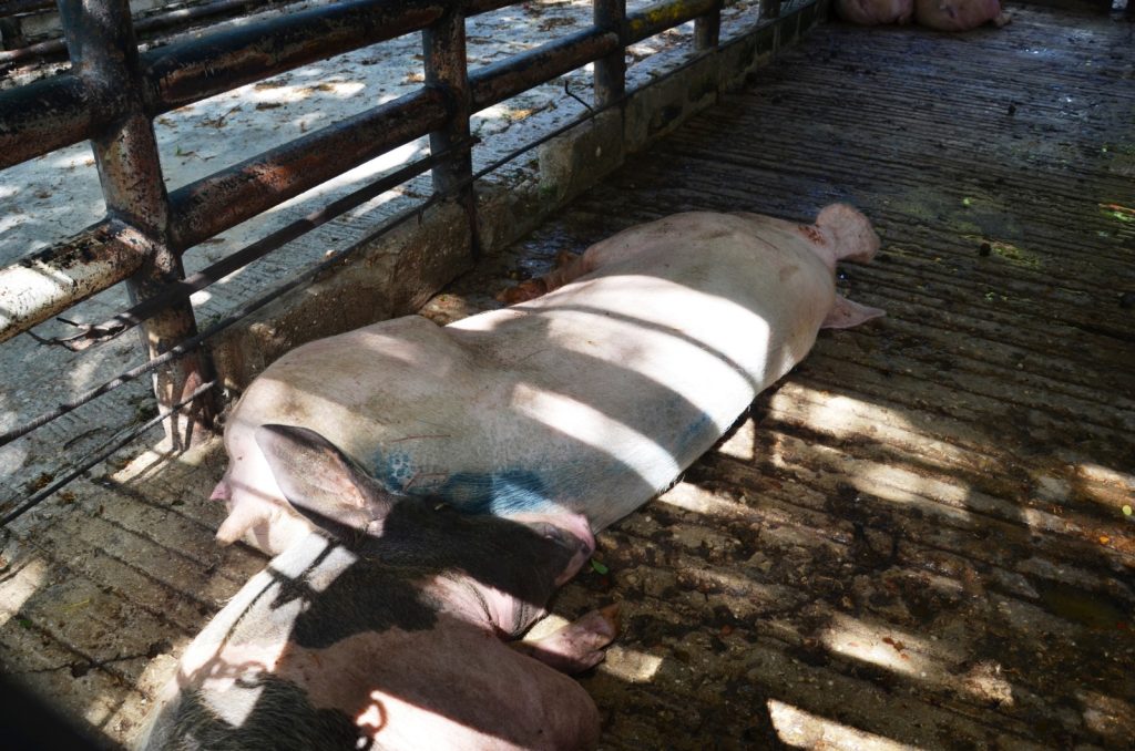 Rastro municipal de Ciudad del Carmen se quedó en el pasado