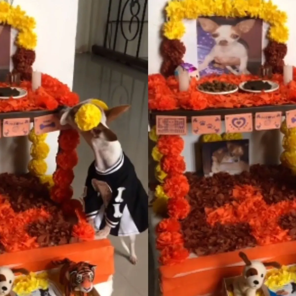 Perrito con una ofrenda de Día de Muertos espera emocionado a sus amigos difuntos