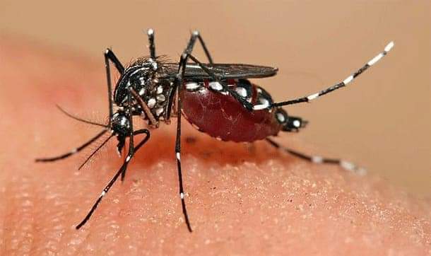 Confirman nueva cepa de Dengue en Yucatán