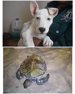 Con mucha actividad la Policía Ecológica ayudan a perritos accidentados con anzuelos y a una tortuga lesionada.