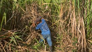 Alrededor de 3,200 productores de caña de azúcar tienen la esperanza de cumplir con sus objetivos en la próxima zafra