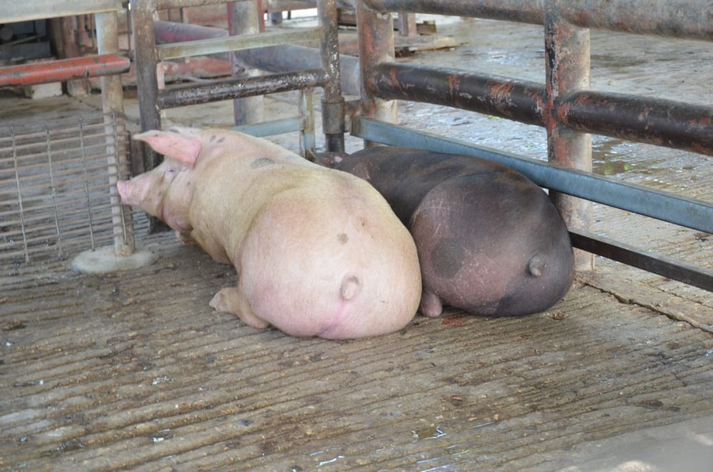 En el mes de noviembre aumentó en un 100% la matanza de cerdos en el rastro municipal de Ciudad del Carmen