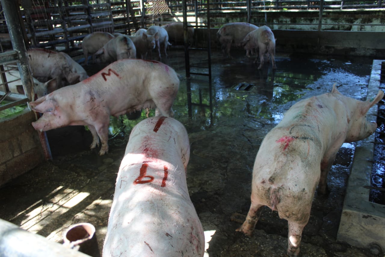 En el mes de noviembre aumentó en un 100% la matanza de cerdos en el rastro municipal de Ciudad del Carmen