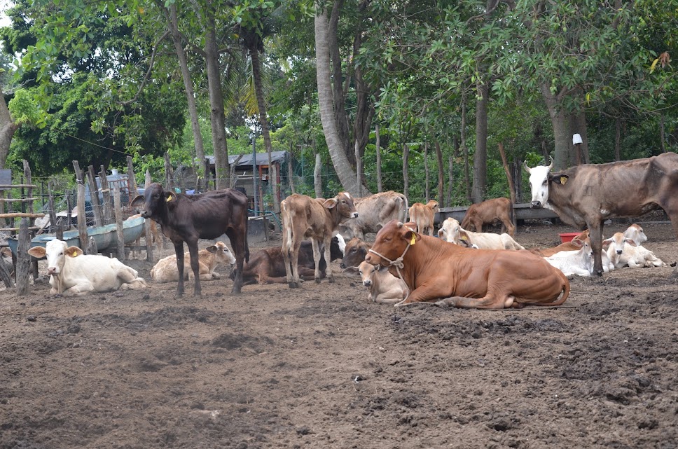 Sequía de este año afectó a ganaderos de Ciudad del Carmen