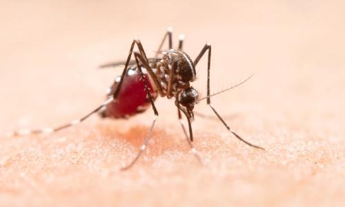 Casos de dengue en Tabasco suman casi 2 mil confirmados y 5 muertes