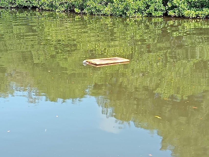 Hace falta cultura ambiental para no contaminar los cuerpos de agua en Ciudad del Carmen