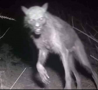En un Rancho en Oaxaca fue avistado un extraño animal, según comentan es un Nahual