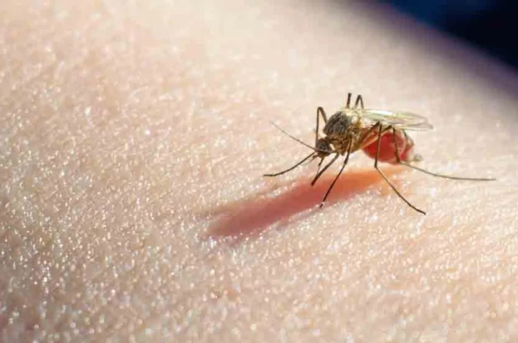 Campeche con dos casos sospechosos de paludismo
