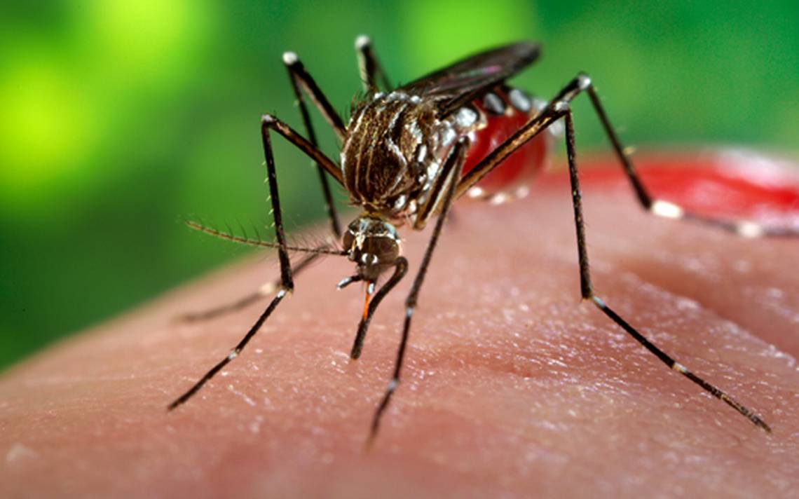 Campeche con dos casos sospechosos de paludismo