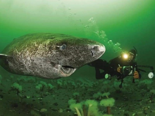 En Belice, reaparece el animal más longevo del mundo: el tiburón de Groenlandia.
