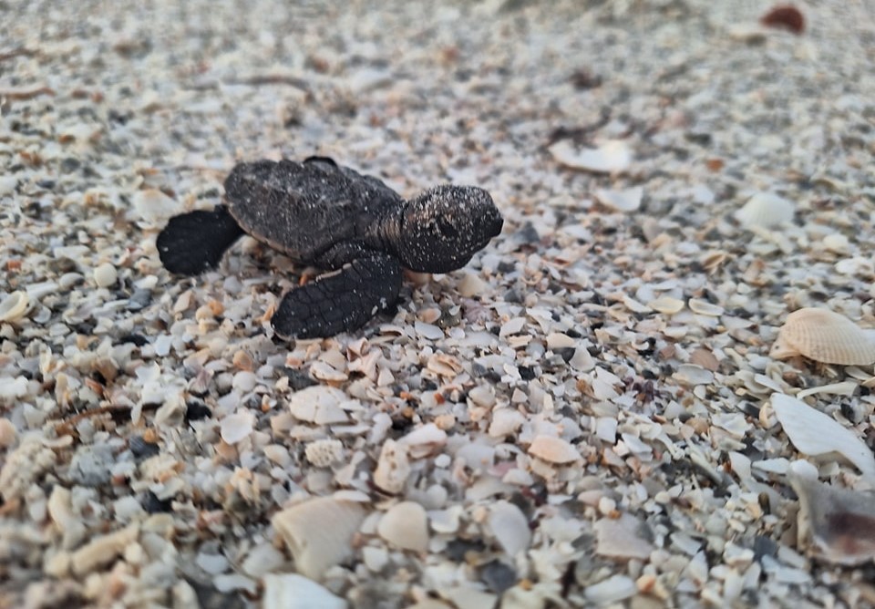 Liberan históricamente crías de tortugas marinas en el campamento tortuguero Isla Matamoros de Ciudad del Carmen