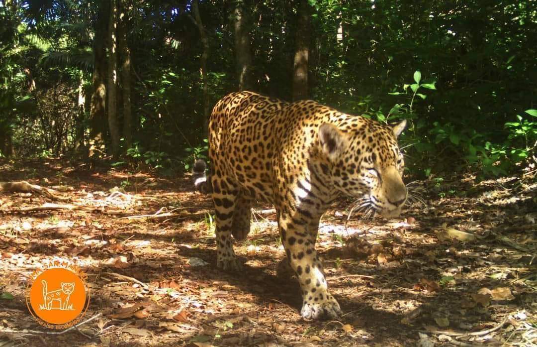 Monitoreo del Jaguar en el Cuyo: Avances significativos de la UMA San Manuel